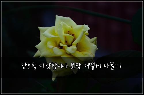 암보험 다양합니다  보장 어떻게 나뉠까