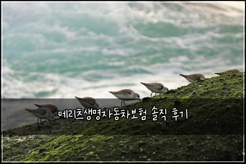 메리츠생명자동차보험 솔직 후기