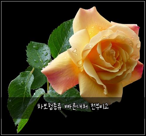 ์ฐจ๋ณดํ์ข
๋ฅ ๋น ๋ฅธ๋์ฒ ์ ๋ถ๋น๊ต