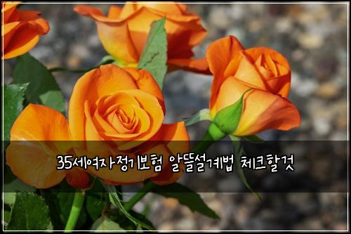 35세여자정기보험 알뜰설계법  체크할것