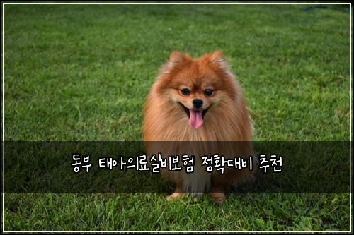 동부 태아의료실비보험 정확대비  추천