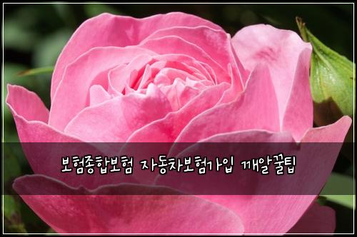 ๋ณดํ์ข
ํฉ๋ณดํ ์๋์ฐจ๋ณดํ๊ฐ์
๊นจ์๊ฟํ
