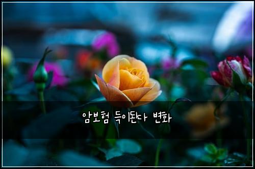 암보험 득이된다  변화
