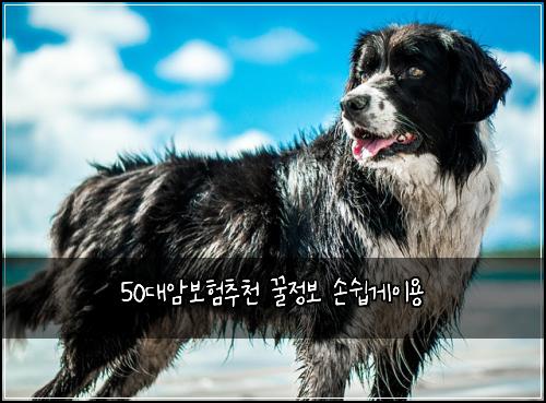 50대암보험추천 꿀정보 손쉽게이용