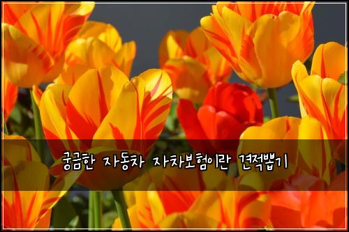 ๊ถ๊ธํ ์๋์ฐจ ์์ฐจ๋ณดํ์ด๋ ๊ฒฌ์ ๋ฝ๊ธฐ