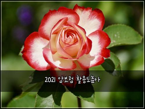 2021 μ보ν νμ©λλμ