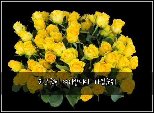 차보험비 여기랍니다 가입순위