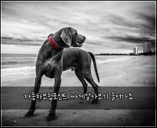 자동차보험포인트 싸게알아보기 들어가죠