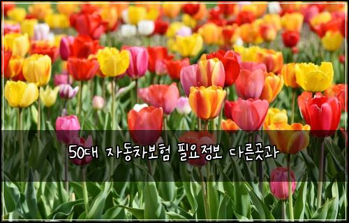50๋ ์๋์ฐจ๋ณดํ ํ์์ ๋ณด ๋ค๋ฅธ๊ณณ๊ณผ