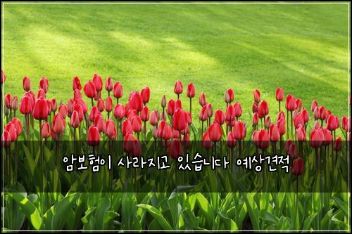 암보험이 사라지고 있습니다 예상견적
