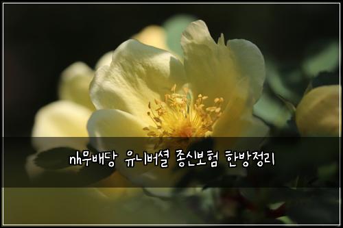 nh무배당 유니버셜 종신보험 한방정리 