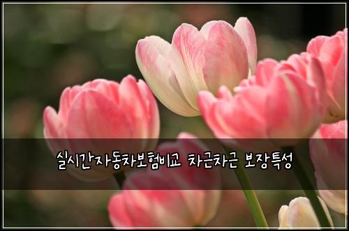 실시간자동차보험비교 차근차근 보장특성