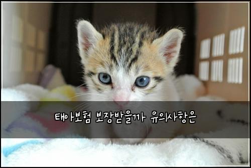 ํ์๋ณดํ ๋ณด์ฅ๋ฐ์๊น ์ ์์ฌํญ์