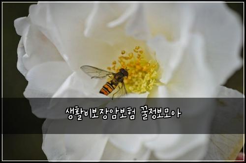 생활비보장암보험 꿀정보모아 