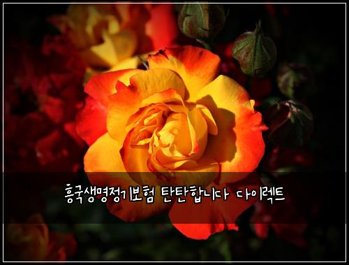 ํฅ๊ตญ์๋ช
์ ๊ธฐ๋ณดํ ํํํฉ๋๋ค ๋ค์ด๋ ํธ