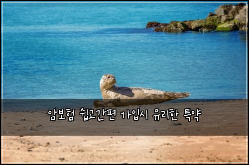 암보험 쉽고간편  가입시 유리한 특약