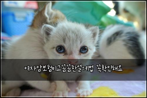 ์ฌ์์๋ณดํ๋น๊ต๊ผผ๊ผผํ์ค๊ณ๋ฒ ๊ผญํ์ธํด์