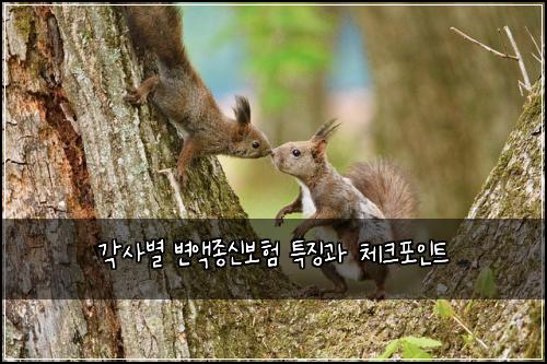각사별 변액종신보험 특징과 체크포인트