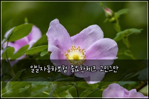 일일자동차보험 중요한체크  고민그만