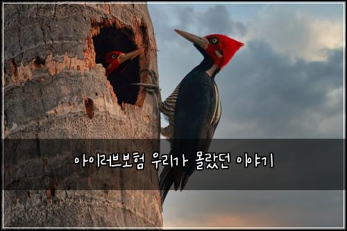 아이러브보험 우리가 몰랐던 이야기