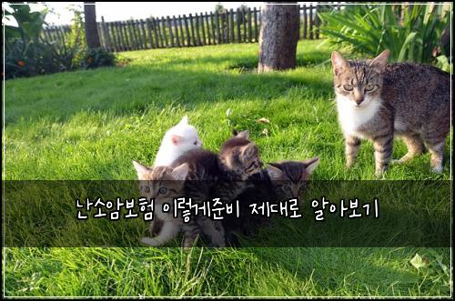 난소암보험 이렇게준비  제대로 알아보기