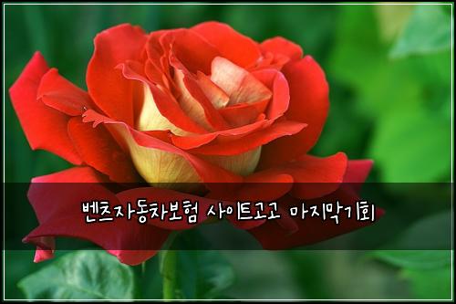 벤츠자동차보험 사이트고고  마지막기회