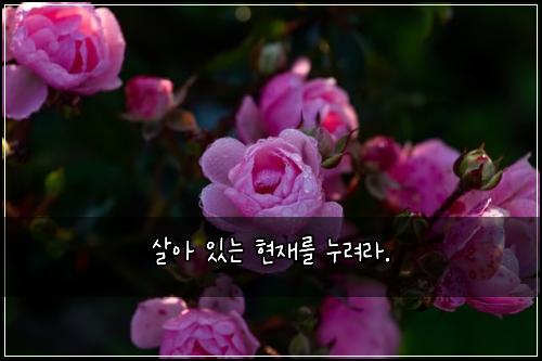 살아 있는 현재를 누려라.