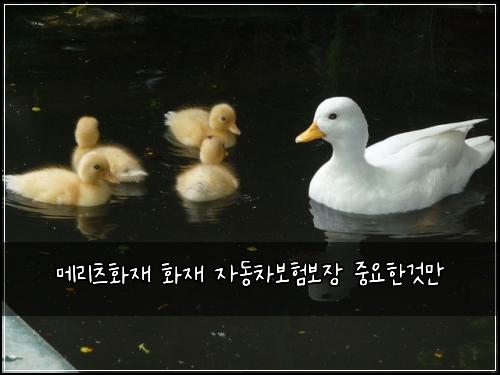 ๋ฉ๋ฆฌ์ธ ํ์ฌ ํ์ฌ ์๋์ฐจ๋ณดํ๋ณด์ฅ ์ค์ํ๊ฒ๋ง