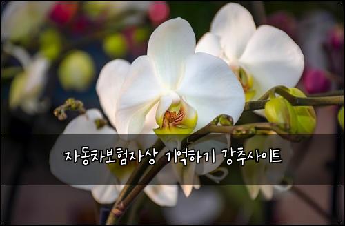 ์๋์ฐจ๋ณดํ์์ ๊ธฐ์ตํ๊ธฐ ๊ฐ์ถ์ฌ์ดํธ