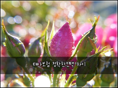 ํ์๋ณดํ ์ ํํ์ปจํ ์ฐจ์ด