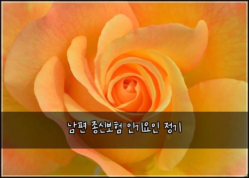 남편 종신보험 인기요인  정기