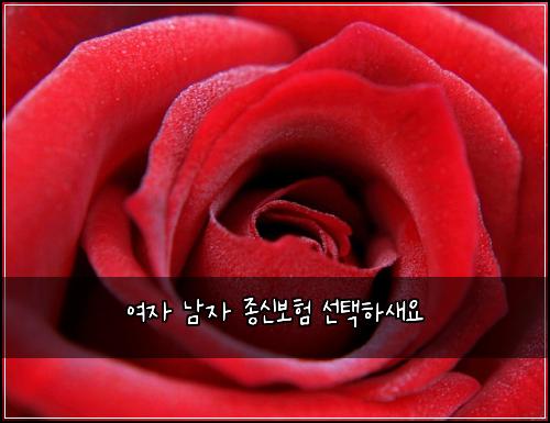 여자 남자 종신보험 선택하새요 
