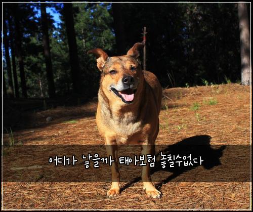 ์ด๋๊ฐ ๋ณ์๊น ํ์๋ณดํ ๋์น ์์๋ค
