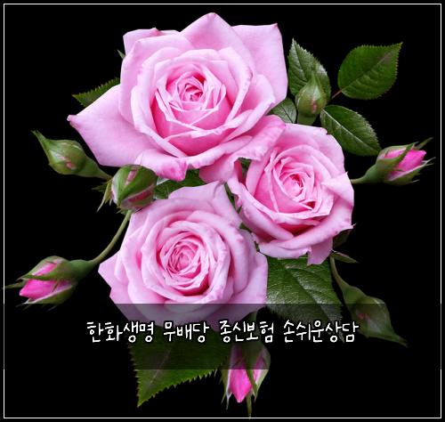 한화생명 무배당 종신보험 손쉬운상담 