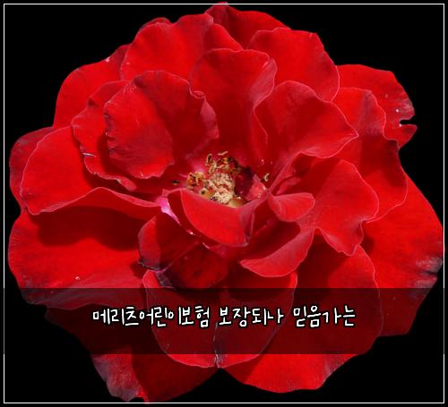 ๋ฉ๋ฆฌ์ธ ์ด๋ฆฐ์ด๋ณดํ ๋ณด์ฅ๋๋ ๋ฏฟ์๊ฐ๋