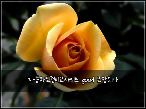 자동차보험비교사이트 good 보장되나
