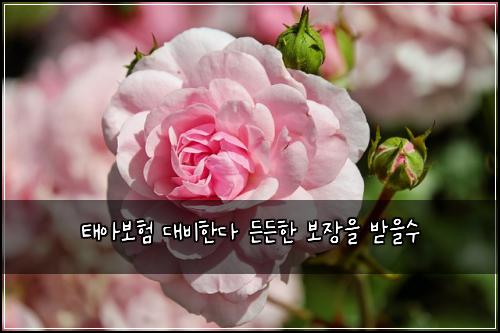 ํ์๋ณดํ ๋๋นํ๋ค ๋ ๋ ํ ๋ณด์ฅ์ ๋ฐ์์