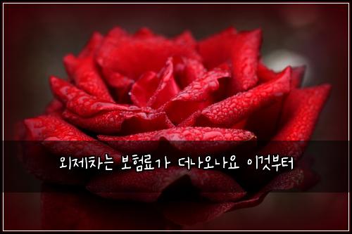 외제차는 보험료가 더나오나요 이것부터