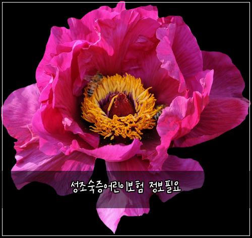 ์ฑ์กฐ์์ฆ์ด๋ฆฐ์ด๋ณดํ ์ ๋ณดํ์