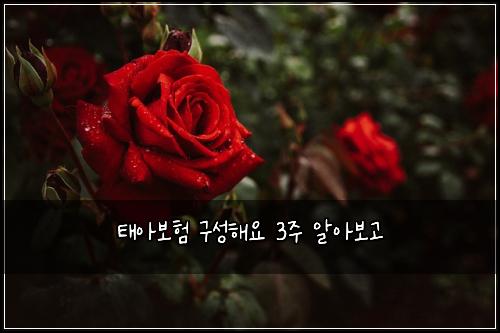 태아보험 구성해요  3주 알아보고