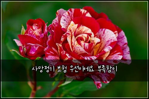 ์ฌ๋ง์ ๊ธฐ ๋ณดํ ์ฐ์ ์ด์์ ๋ถ์กฑํจ์ด