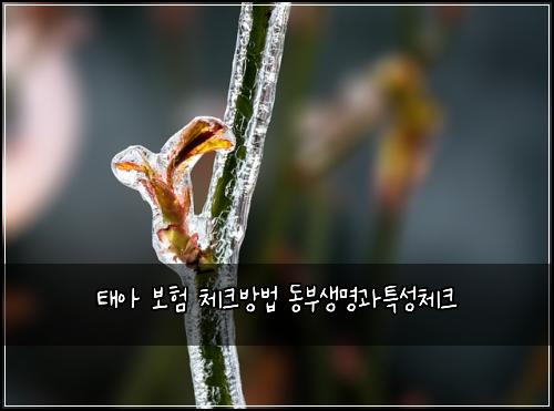 태아 보험 체크방법  동부생명과특성체크