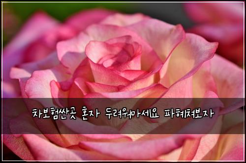 차보험싼곳 혼자 두려워마세요 파혜쳐보자