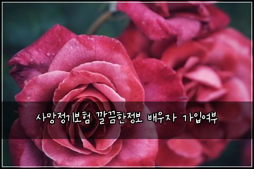 사망정기보험 깔끔한정보  배우자 가입여부