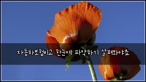 μλ차보νλΉκ΅ νλμ νμ
νκΈ° μ΄ν΄λ΄μΌμ£