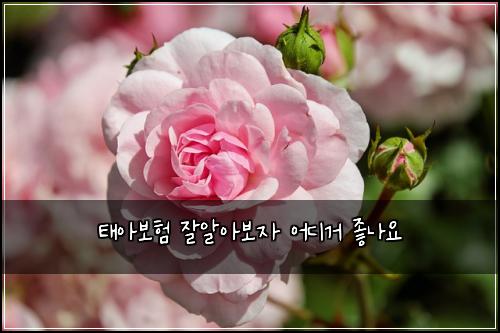 ํ์๋ณดํ ์์์๋ณด์ ์ด๋๊ฑฐ ์ข๋์