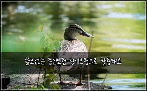 ์ธ๋ชจ์๋ ์ข
์ ๋ณดํ ์ ๊ธฐ๋ณดํ์ผ๋ก ํ์ฉํด์
