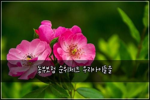 ๋๋ถ๋ณดํ ์์์ฒดํฌ ์ฐ๋ฆฌ์์ด๋ค์