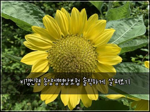 비갱신형 동양생명암보험 솔직하게 살펴보기
