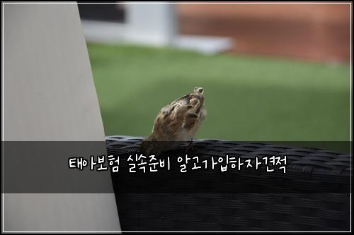 태아보험 실속준비  알고가입하자견적
